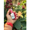 victoria vynn pinky red nails pure creamy 104 tropical smoothie